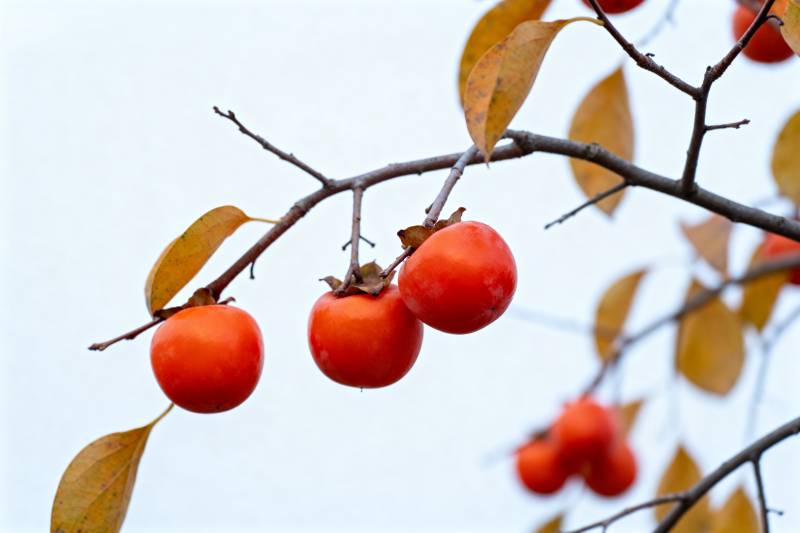 柿子挂枝头图片