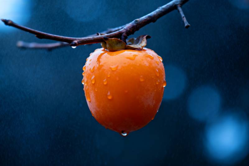 雨中柿子图片