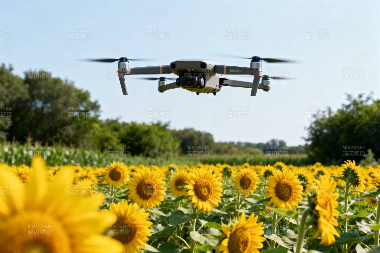 无人机飞越向日葵田图片