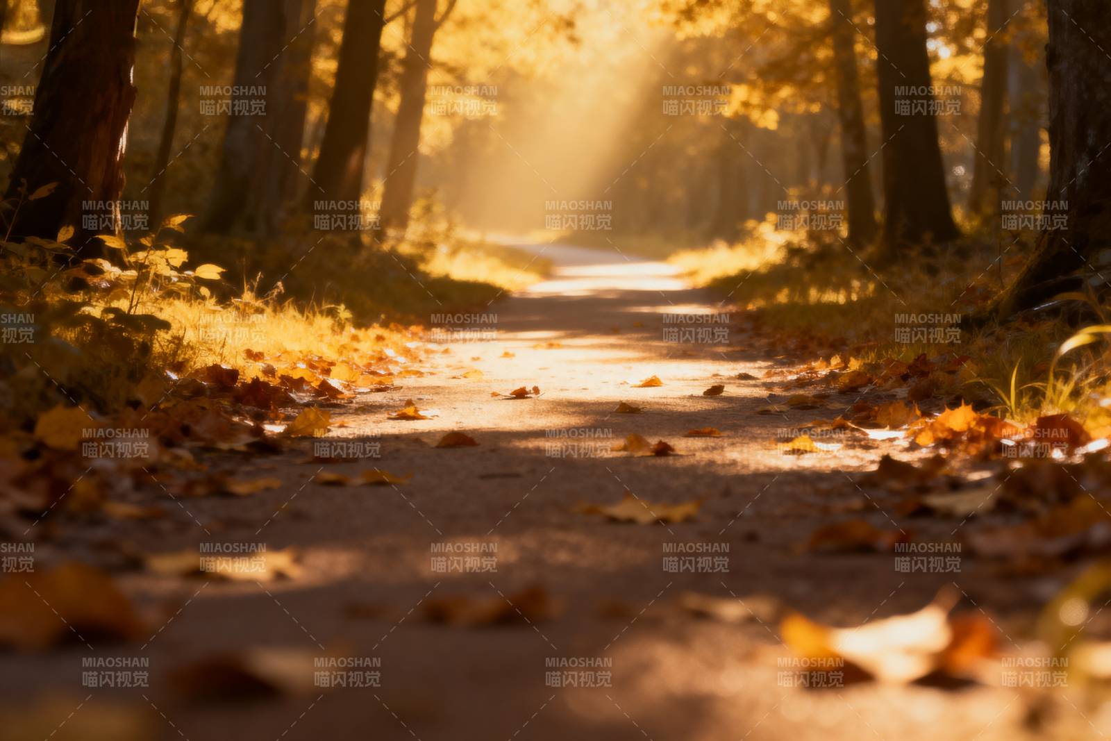 秋林小径光影图片