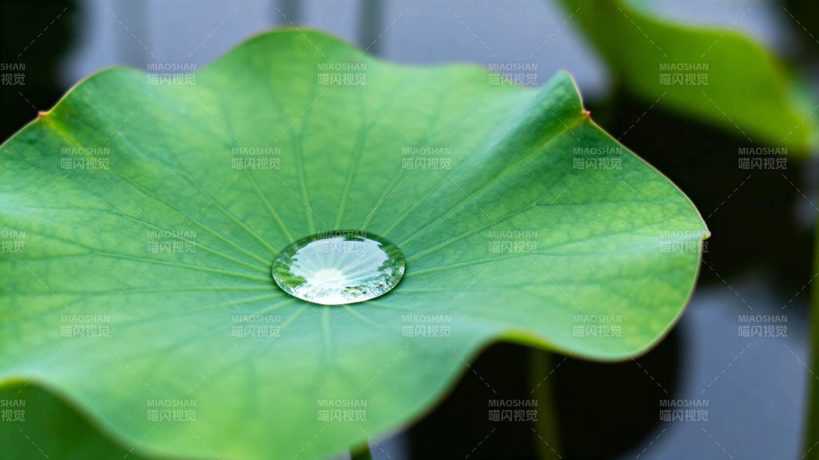 荷叶上的水珠图片
