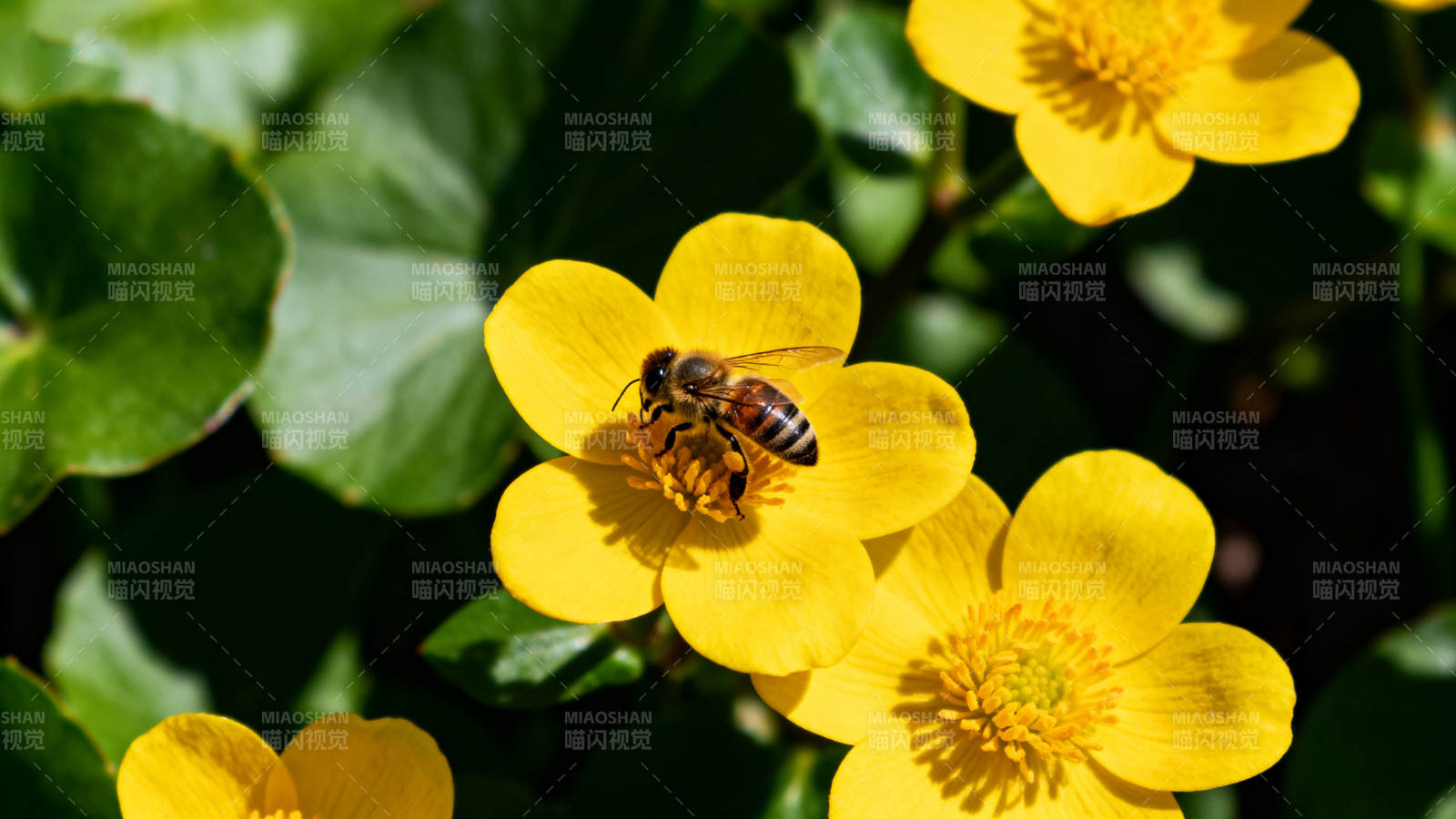 蜜蜂采蜜花丛中图片