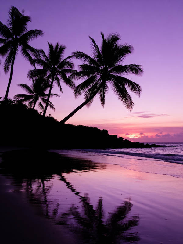 椰影映晚霞图片