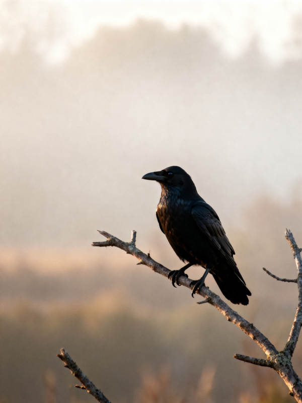 晨雾中的乌鸦图片
