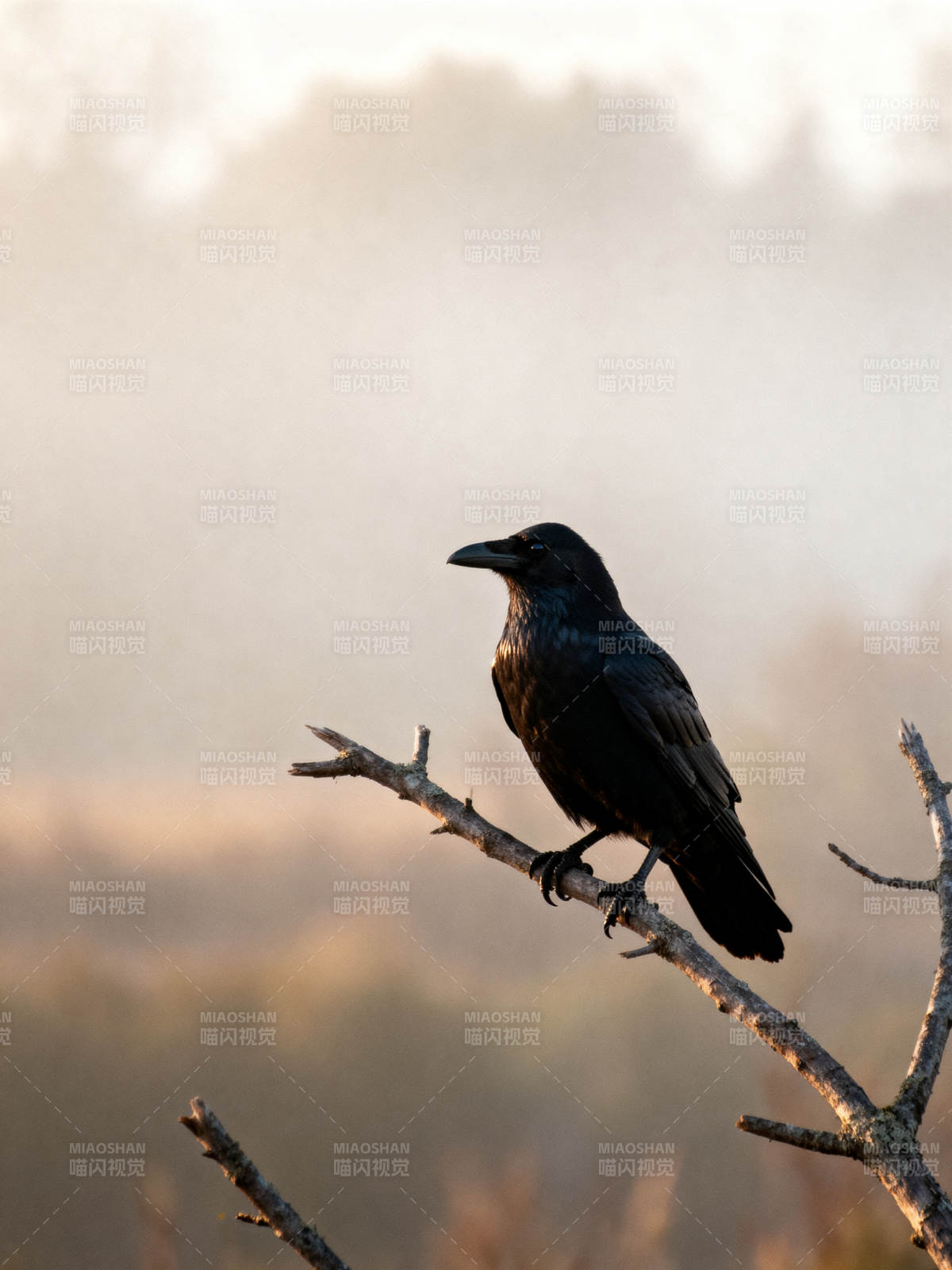 晨雾中的乌鸦图片