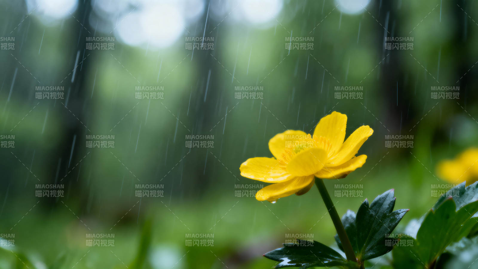 雨中黄花绽放图片