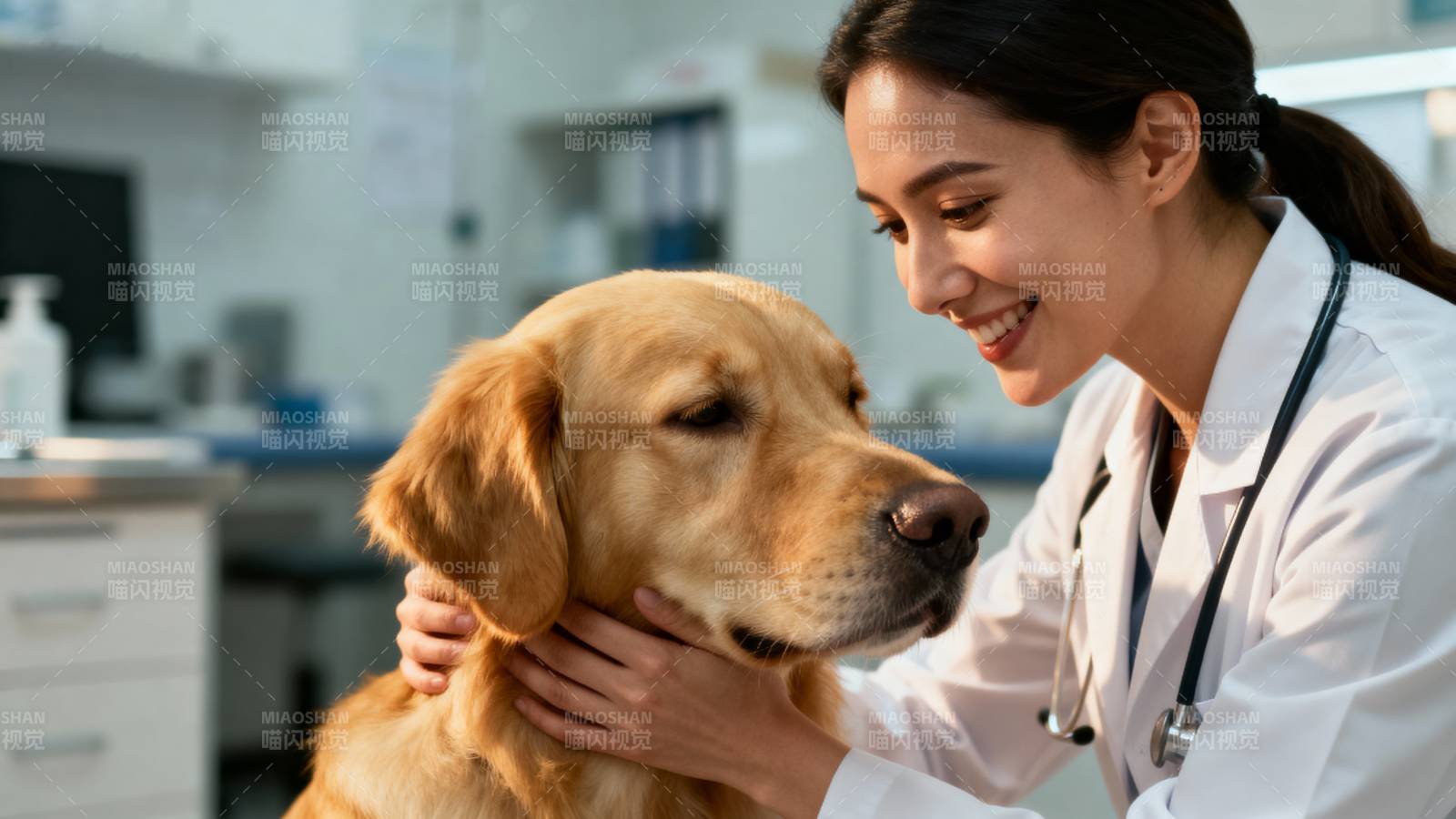 兽医关爱金毛犬图片