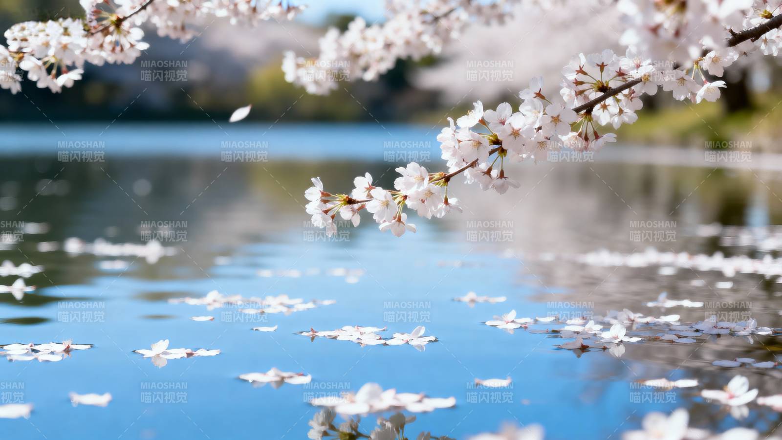 樱花飘落水面图片