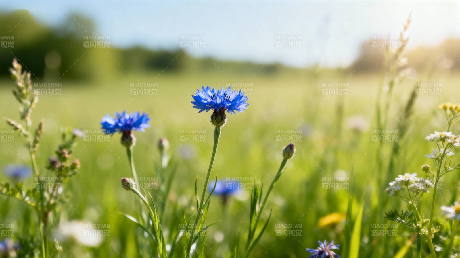蓝花野草生机盎然图片