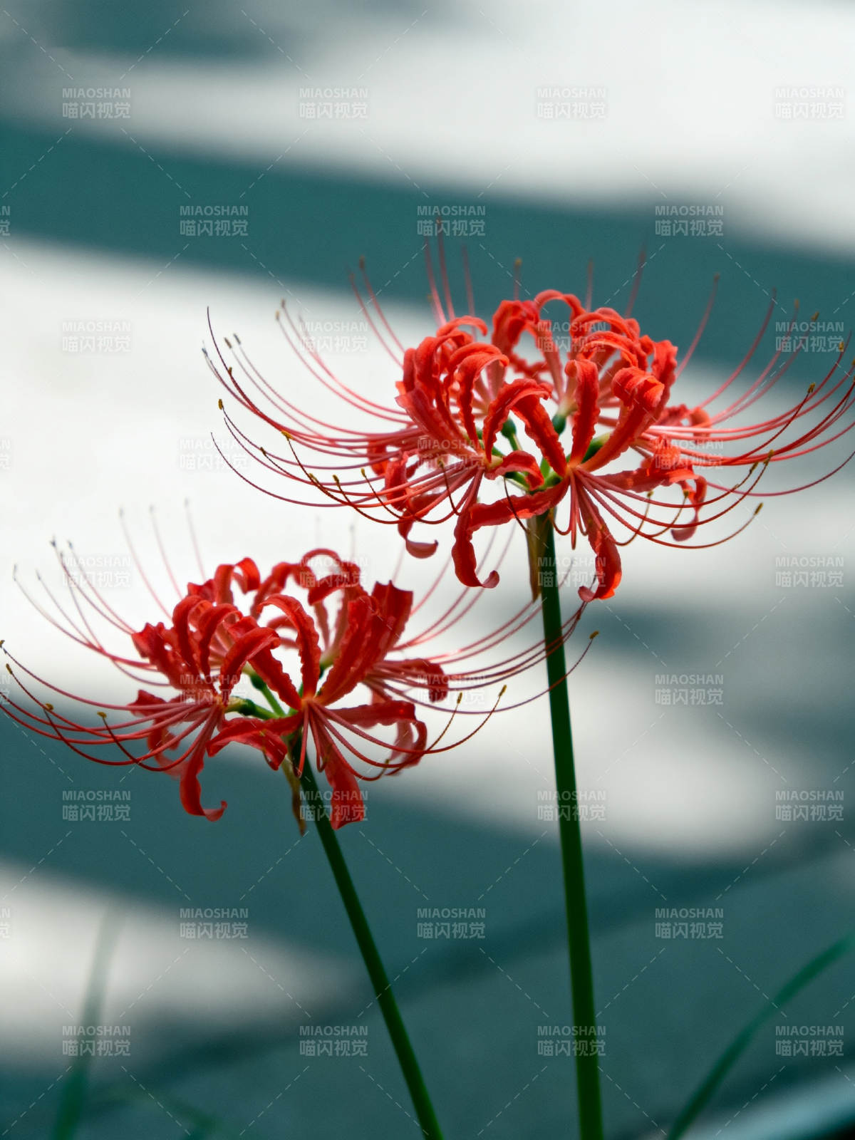 彼岸花绽放图片