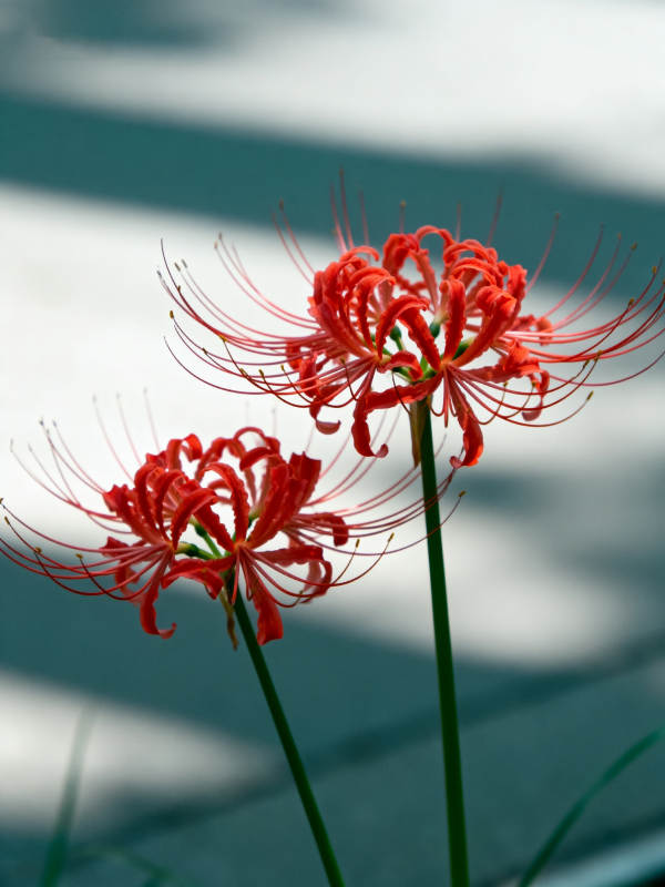 彼岸花绽放图片