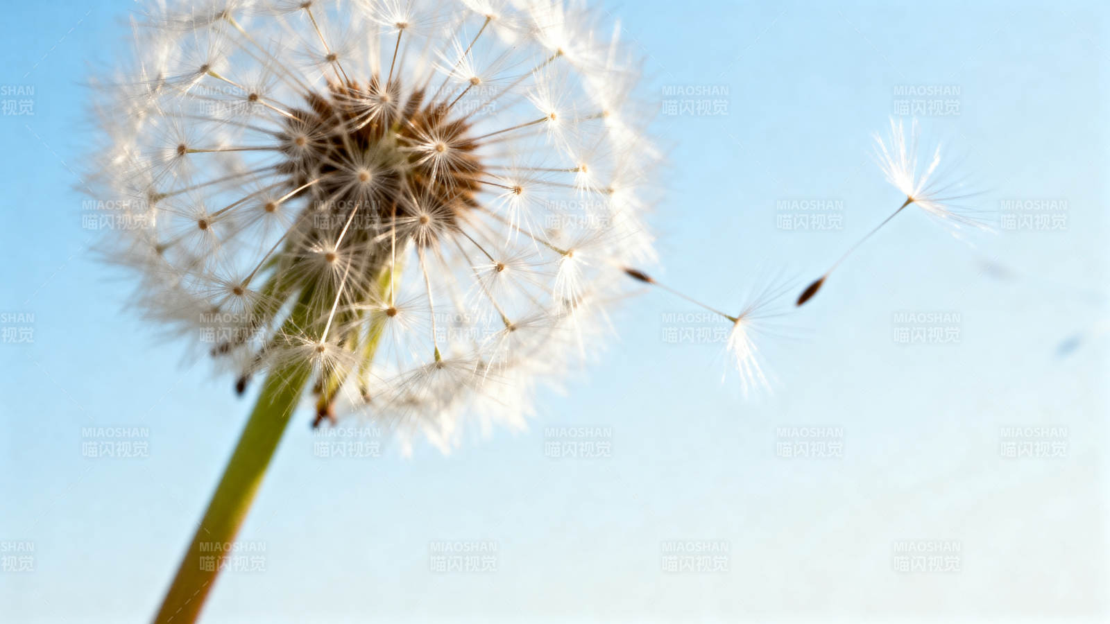 蒲公英随风飘散图片