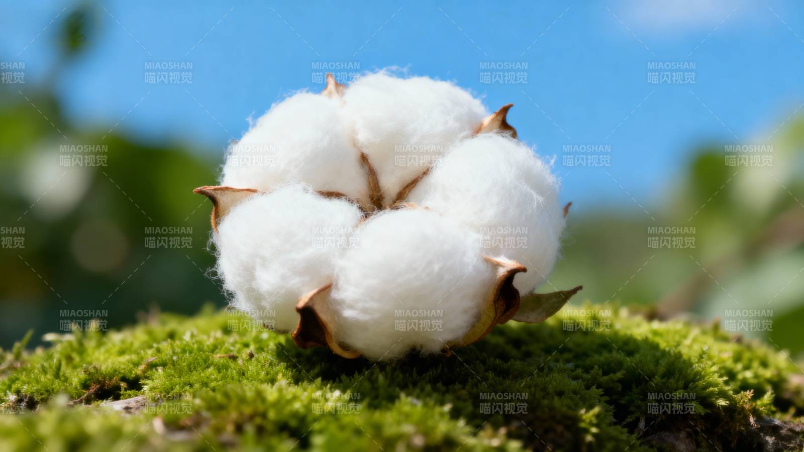 棉朵静卧青苔上图片