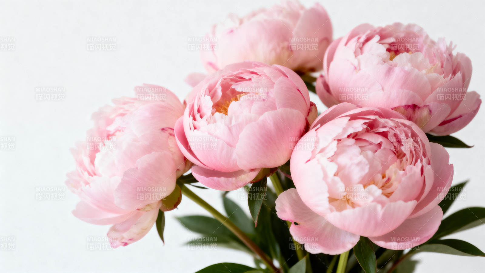 粉嫩牡丹绽放图片