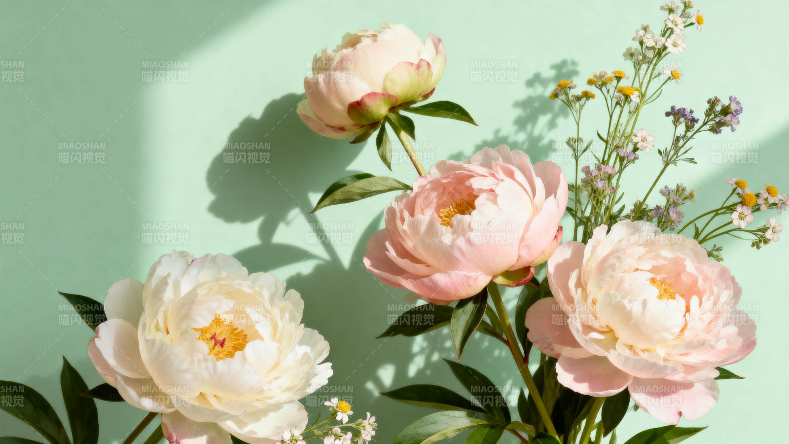 柔美牡丹绽放图片