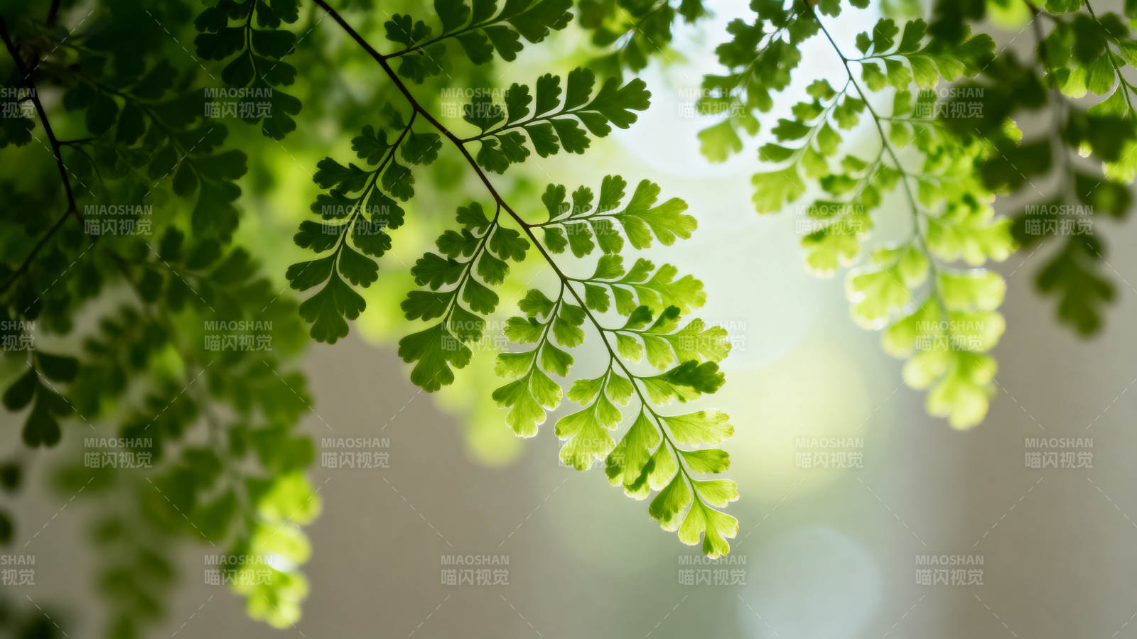 绿叶轻舞 光影斑驳图片