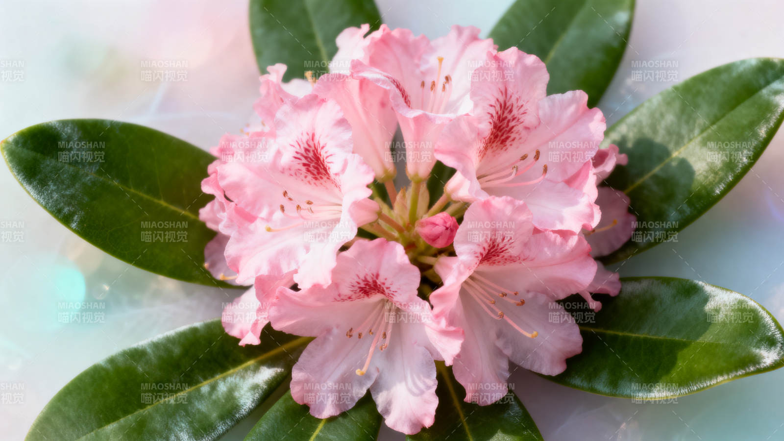 粉红杜鹃花绽放图片