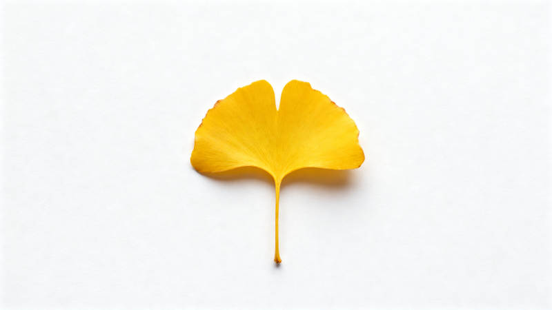 银杏叶黄图片