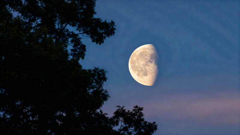 月挂树梢夜色美图片