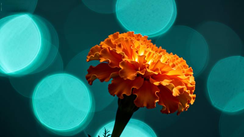 橙色万寿菊绽放图片