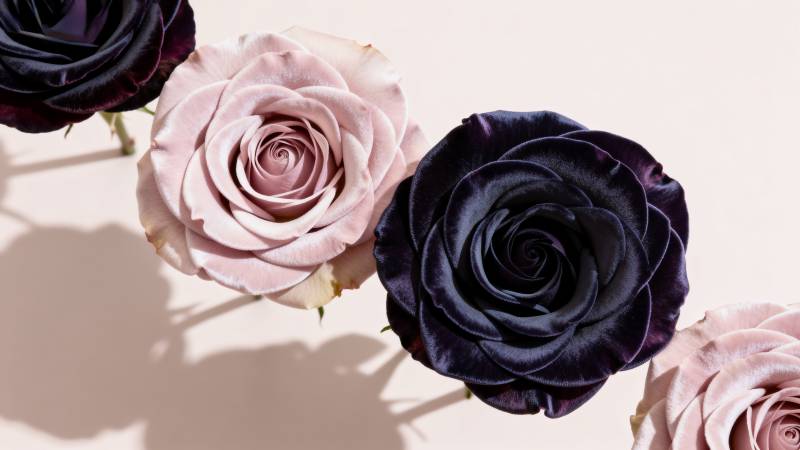 玫瑰绽放 美不胜收图片