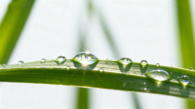 露珠映晨光图片