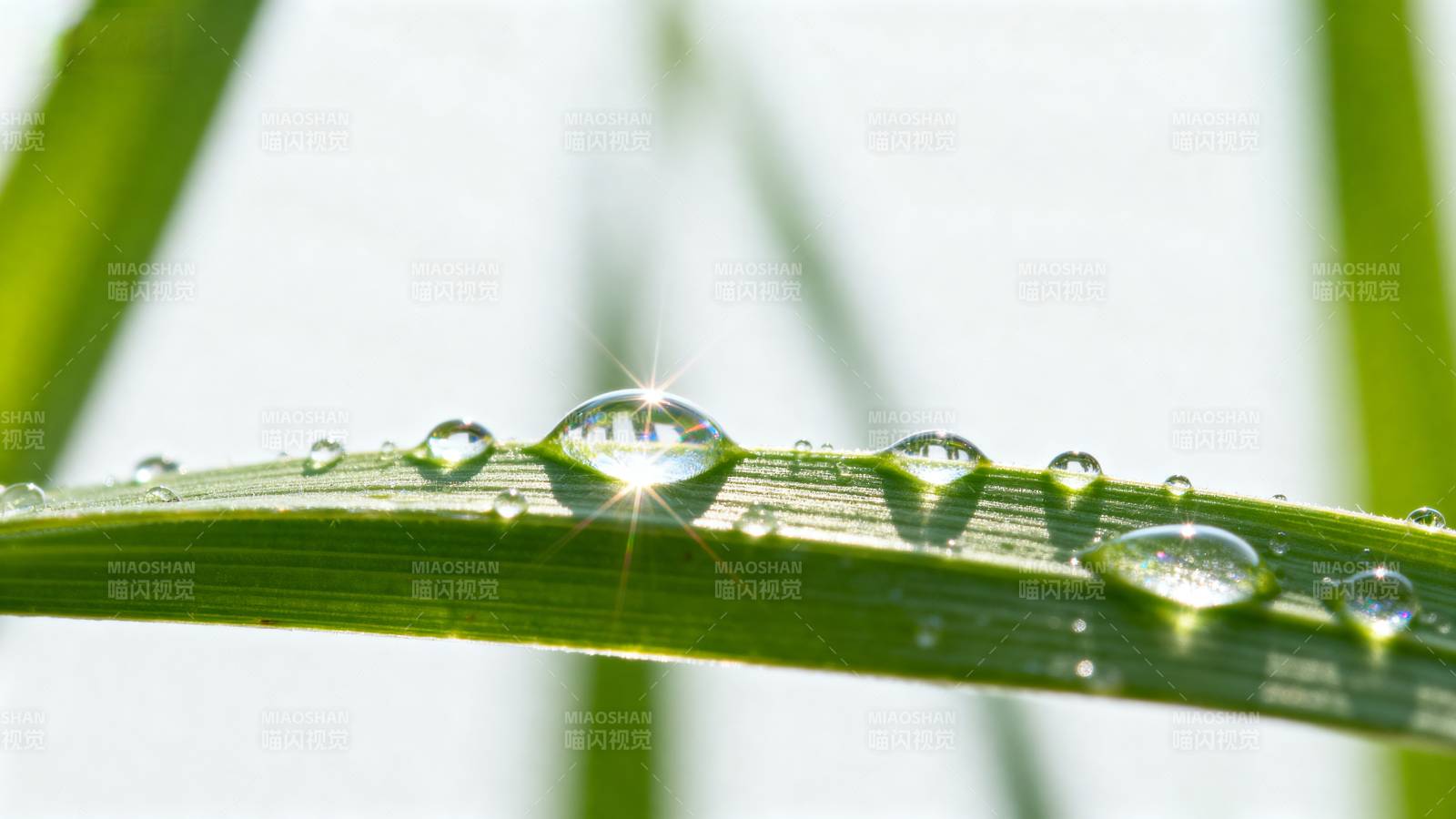 露珠映晨光图片