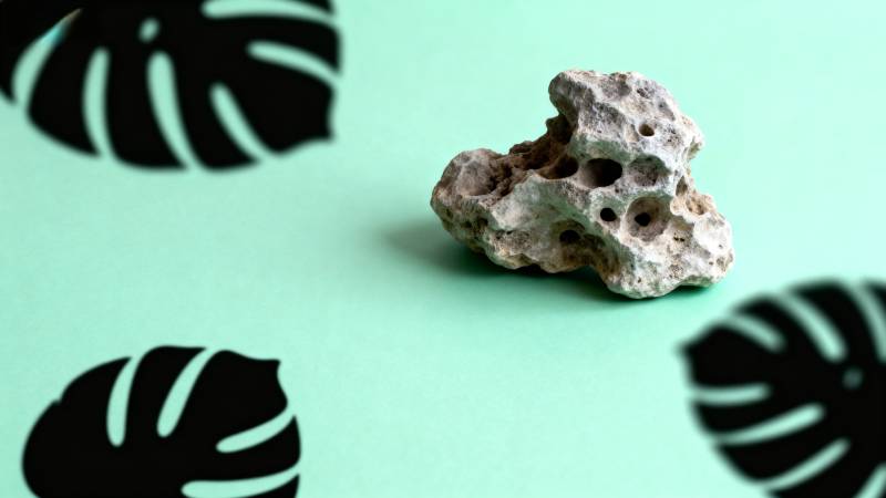 绿底石与叶影图片