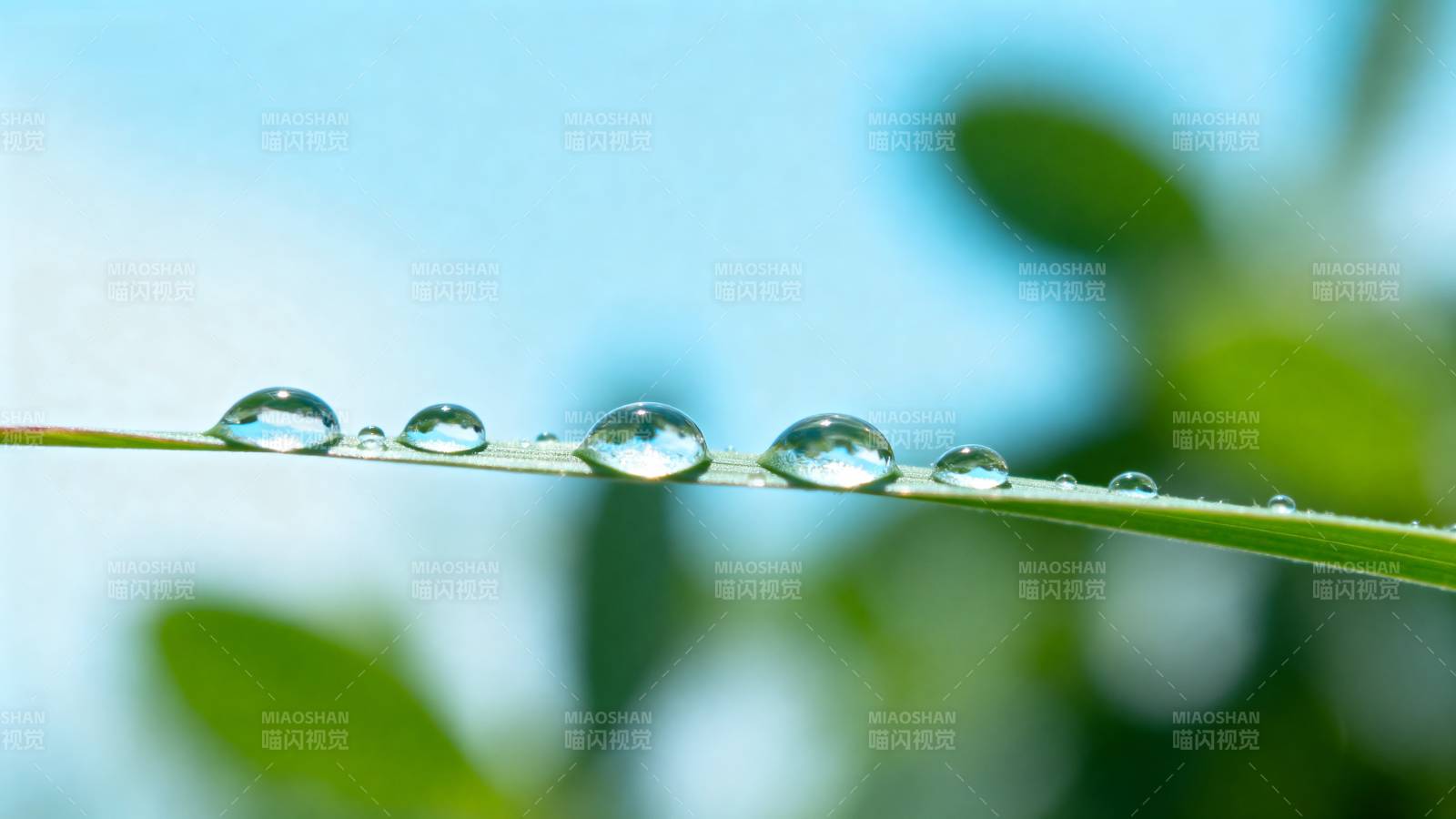 露珠草叶上图片