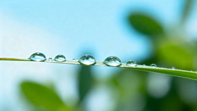 露珠草叶上图片