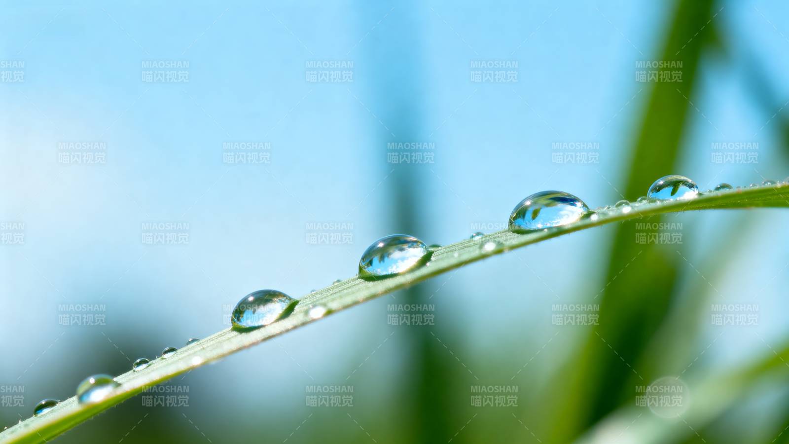 露珠草叶晶莹图片