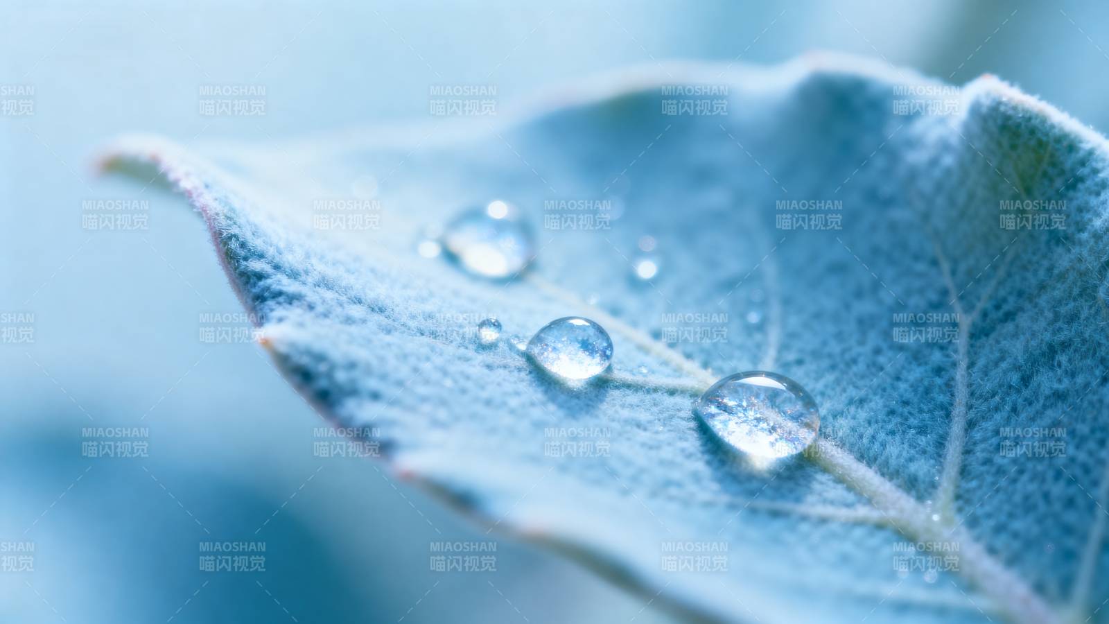 露珠叶上晶莹图片