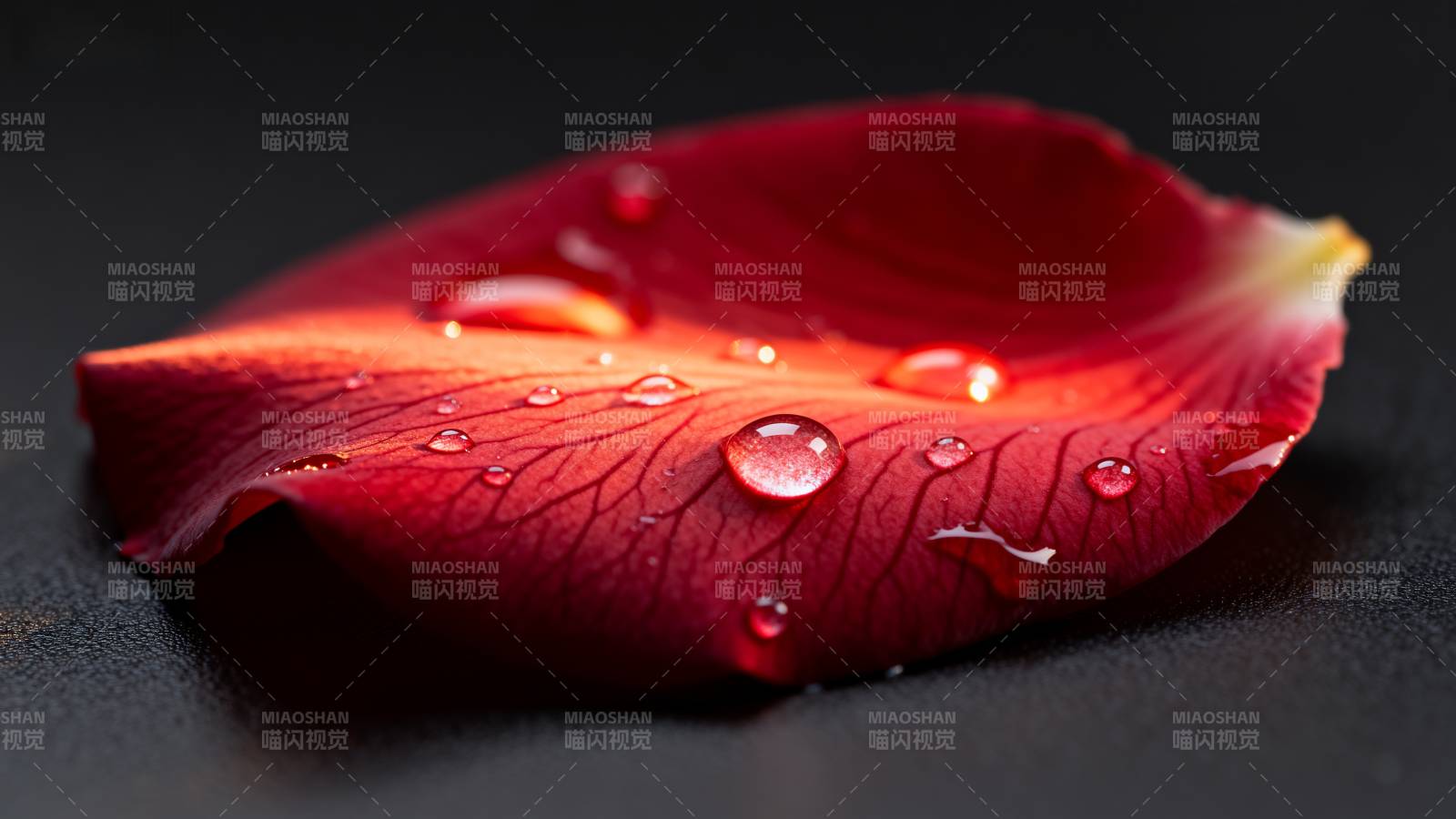 红瓣上的水珠图片