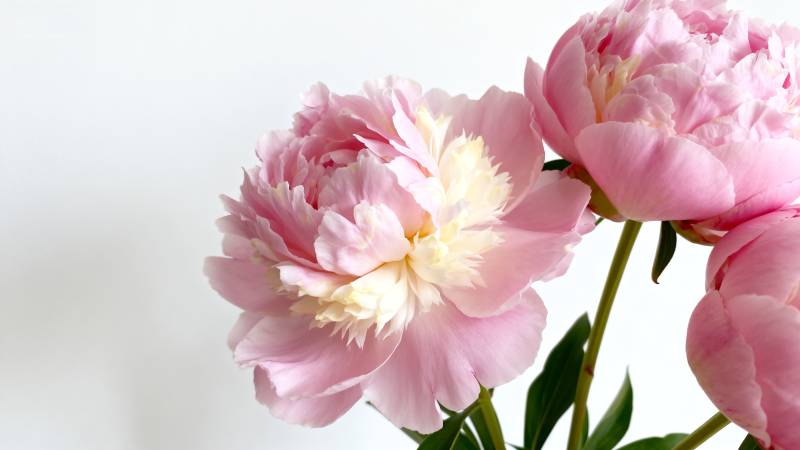 粉嫩牡丹绽放图片