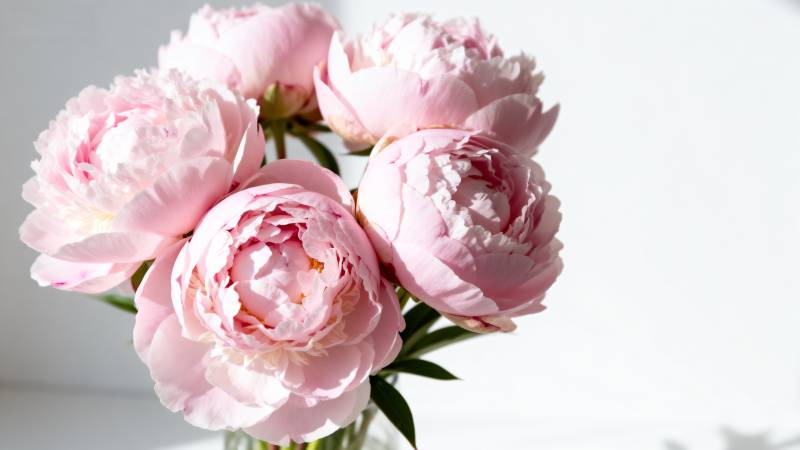 粉嫩牡丹绽放图片