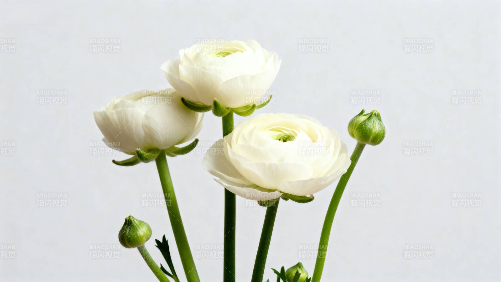 洁白花绽放图片