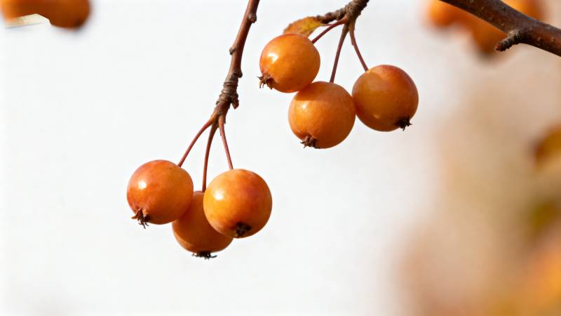 秋日枝头橙果图片