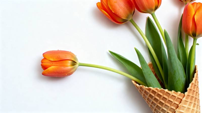 郁金香冰激凌图片