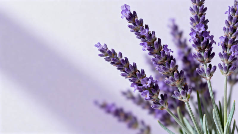 薰衣草花束图片