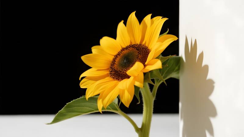 向日葵的光影图片