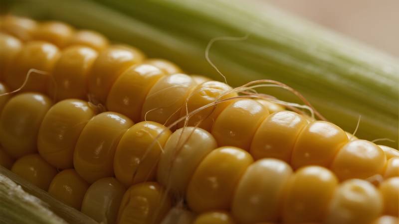 金黄玉米特写图片