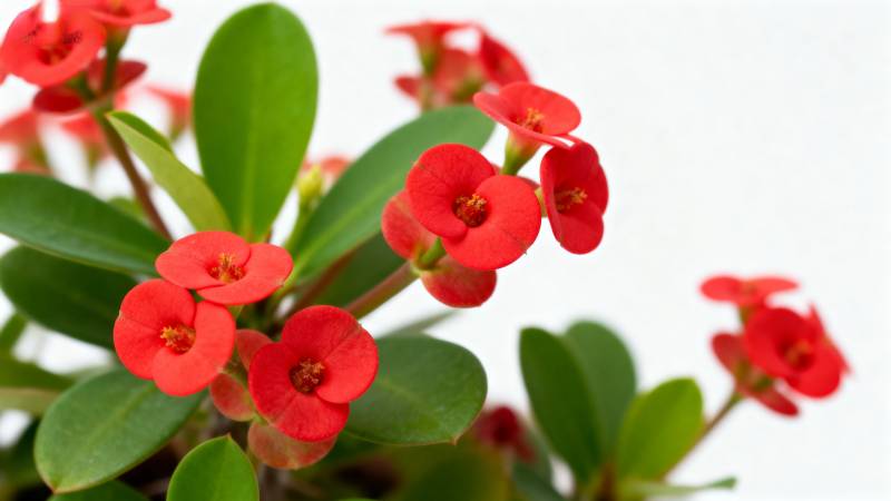 红花绿叶相映成趣图片