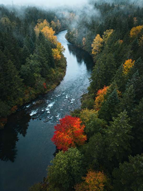秋林溪流雾中行图片