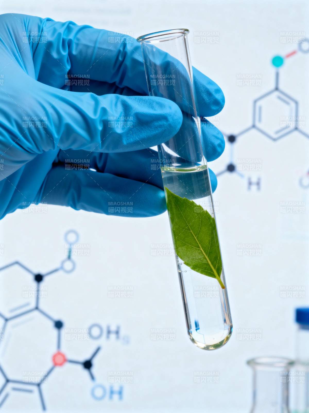 叶绿素实验分析图片