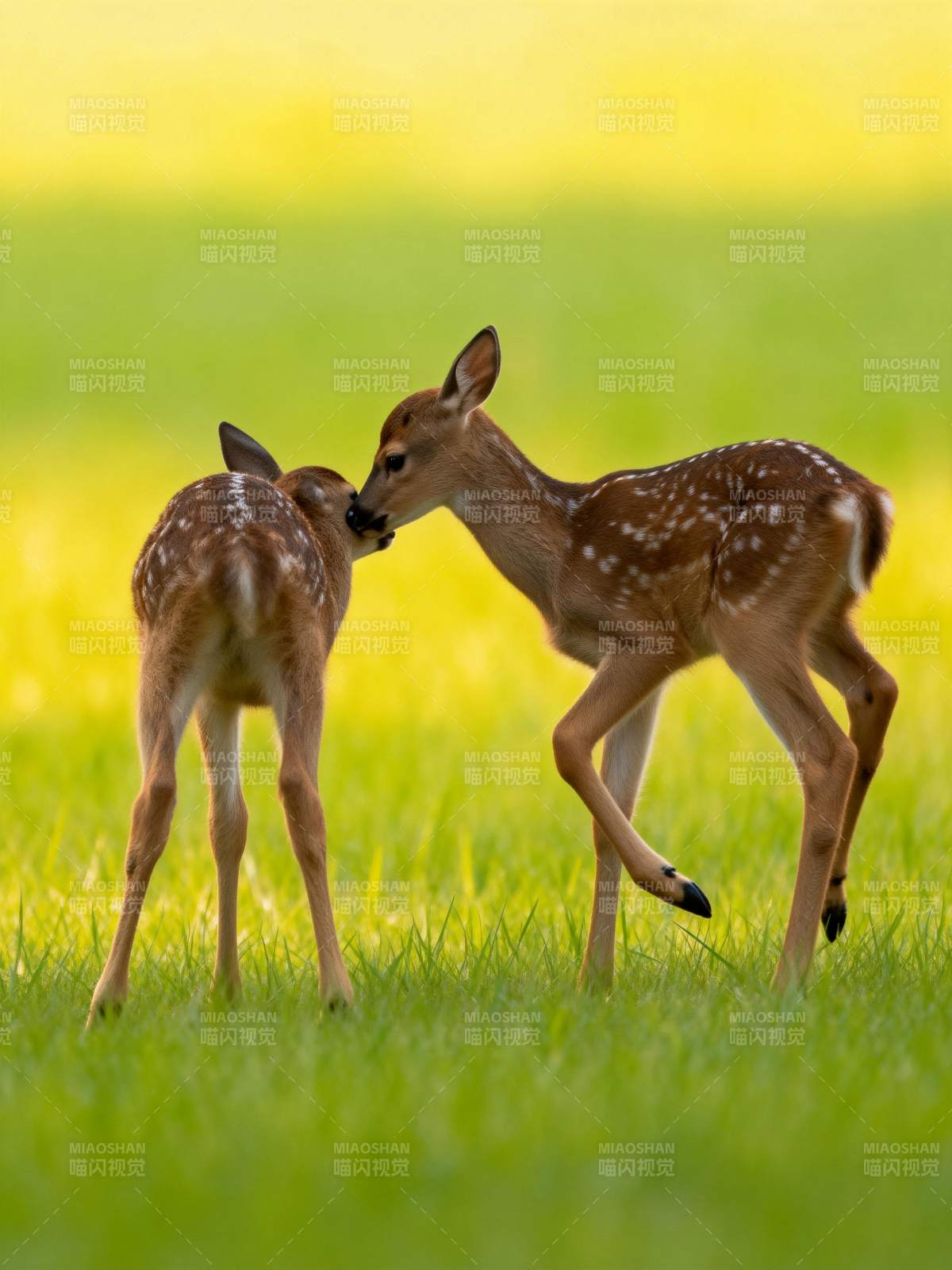 小鹿亲吻瞬间图片