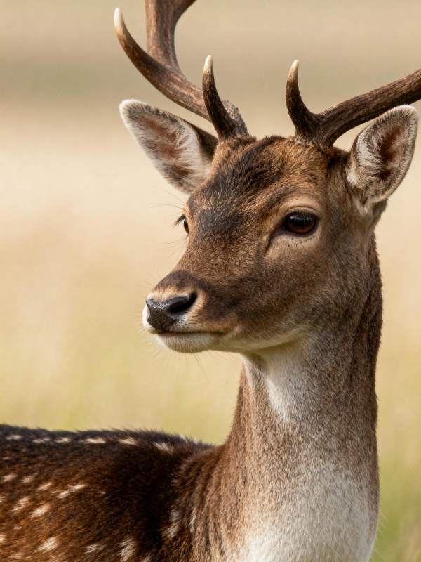 梅花鹿侧影图片