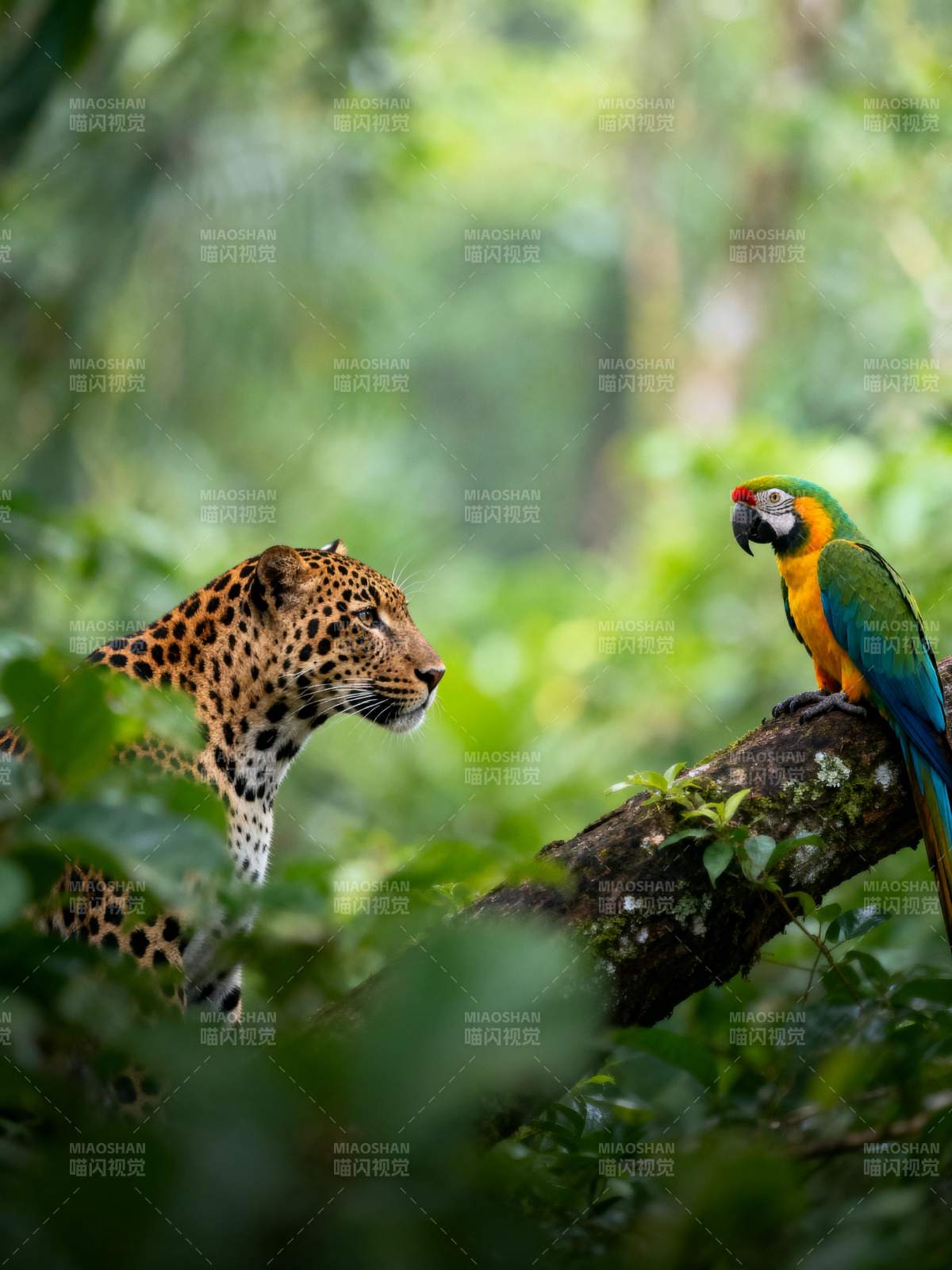 豹与鹦鹉共栖丛林图片