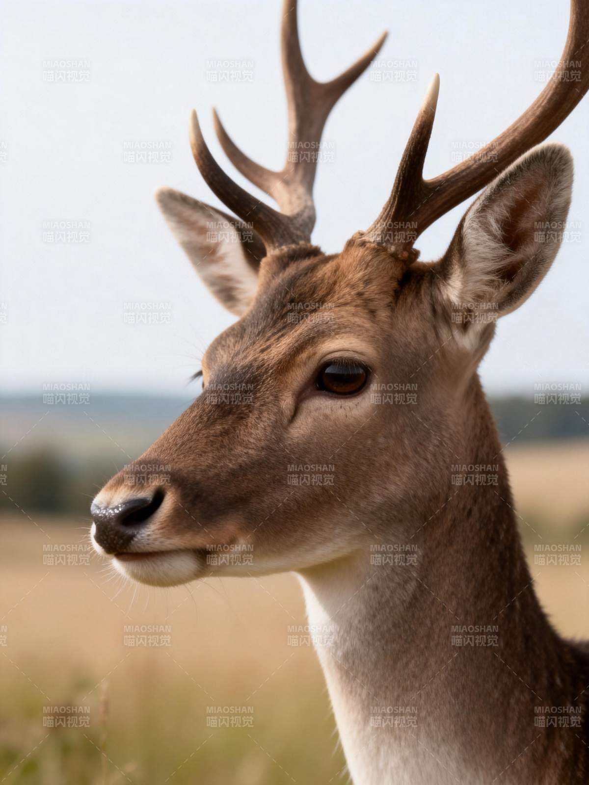鹿的侧脸特写图片