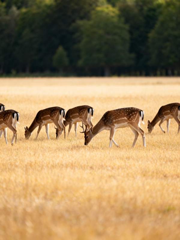 鹿群觅食金草地图片