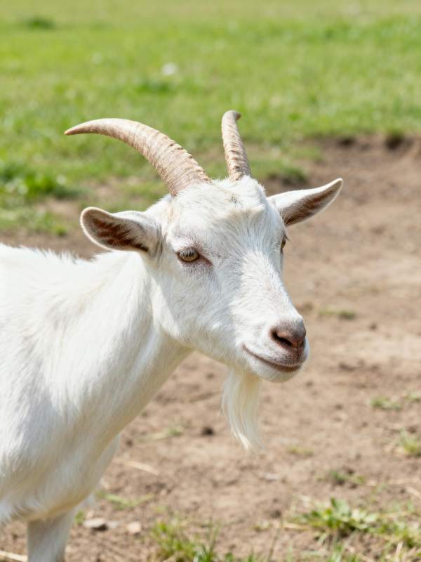 白山羊在草地上图片